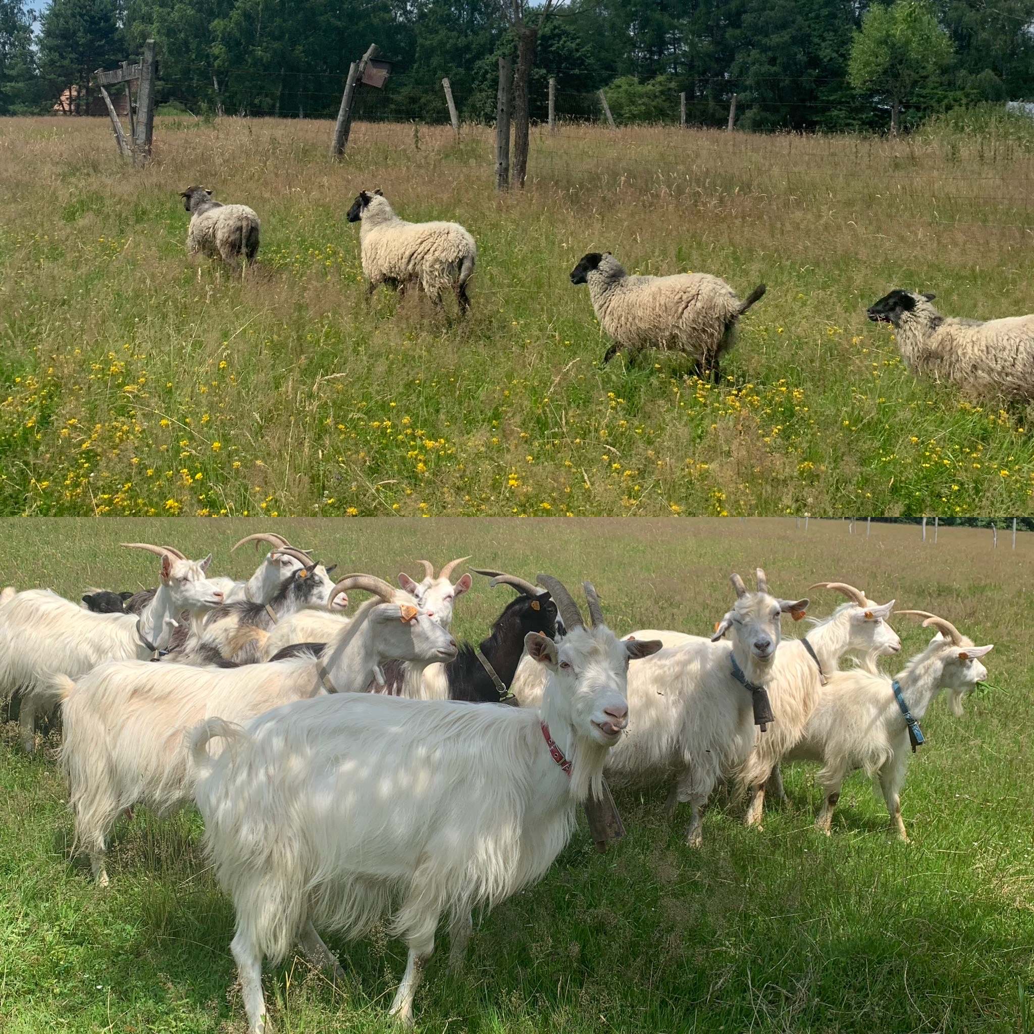 owce i kozy