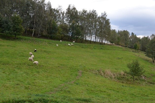 owce i kozy na pastwisku