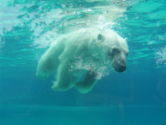 polar bear 1491442