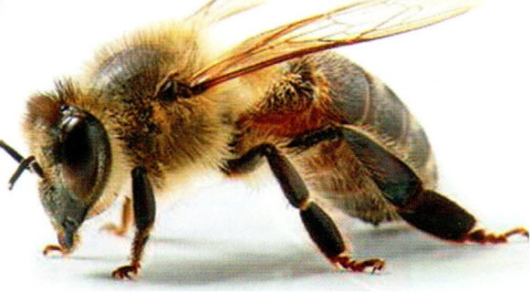 pszczola arr 3