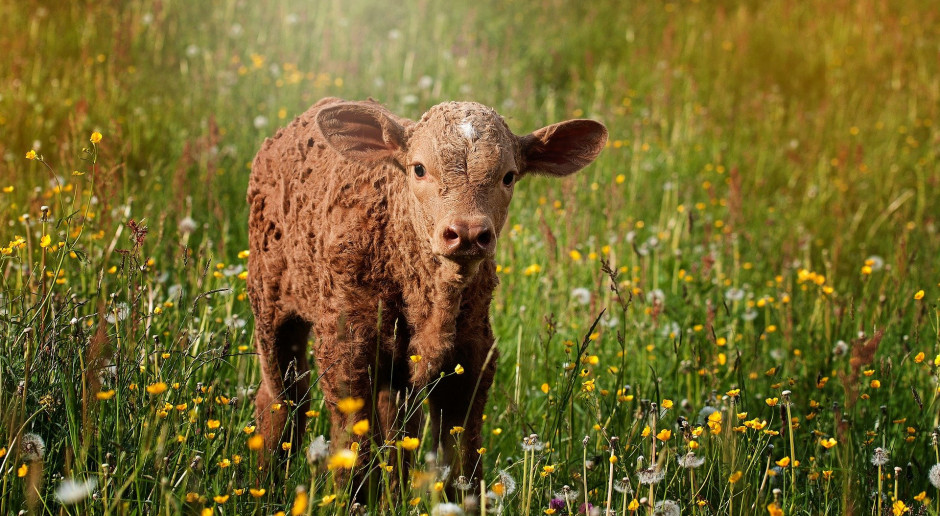 farmer.pl pakiet 8