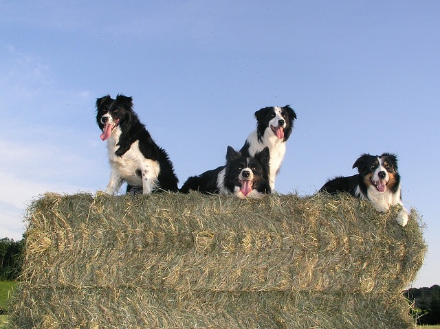 border collie 337451 640