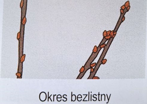 BRZOSKWINIA PĘD OKRES BEZLISTNY