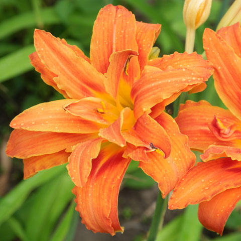 Hemerocallis rdzawy Kwanso plantsam. com