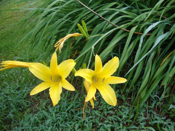 Hemerocallis żółty wikipedia