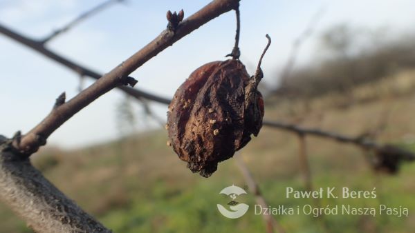 Wisząca mumia Bereś