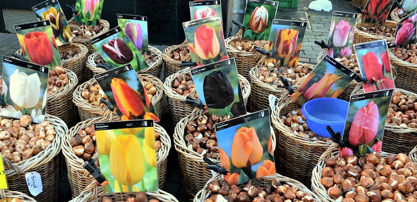 flower bulbs