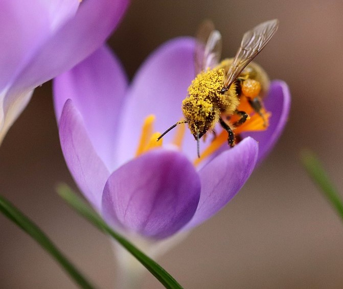 krokus pszczoła