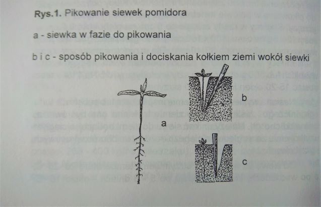 pikowanie pomidorajpg