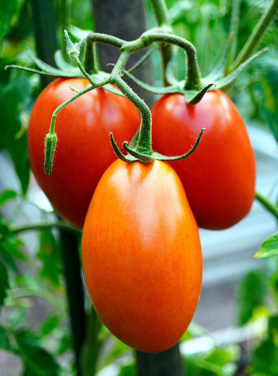 pomidor podłużny