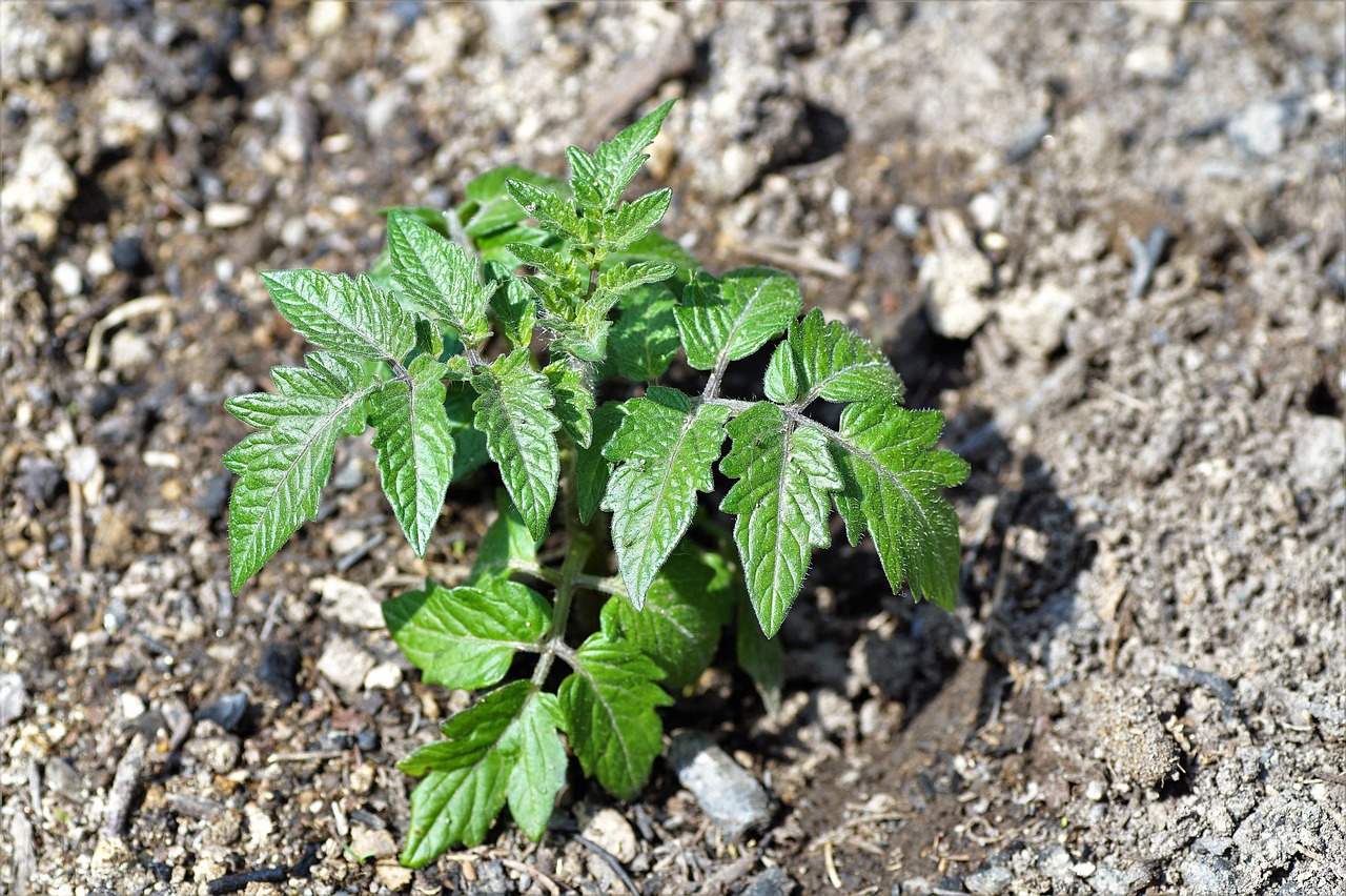 rozsada pomidora