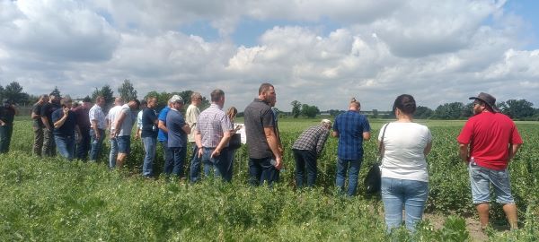 zdj. COBORU Kochcice poletka wykład