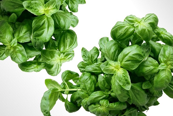 basil diet food 40720