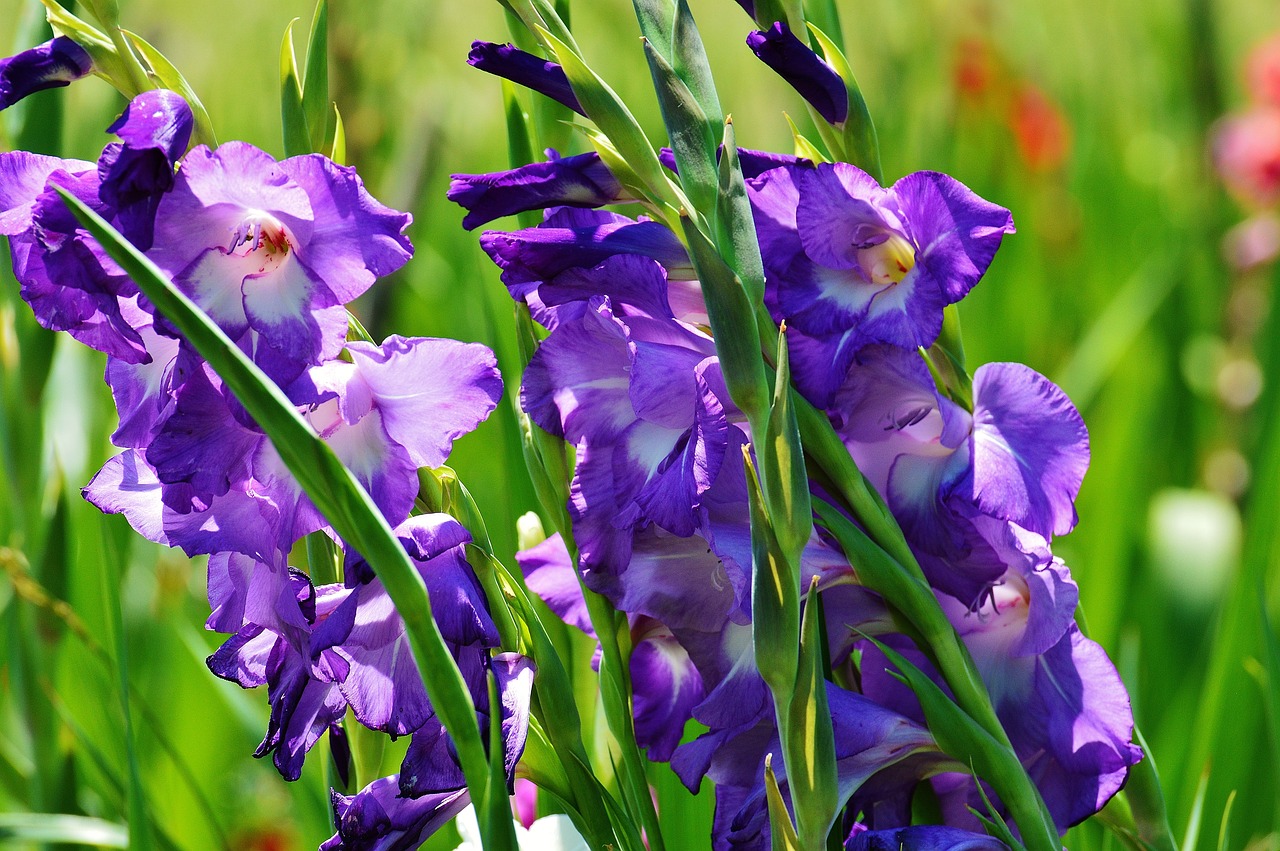 gladiolus 1528953 1280