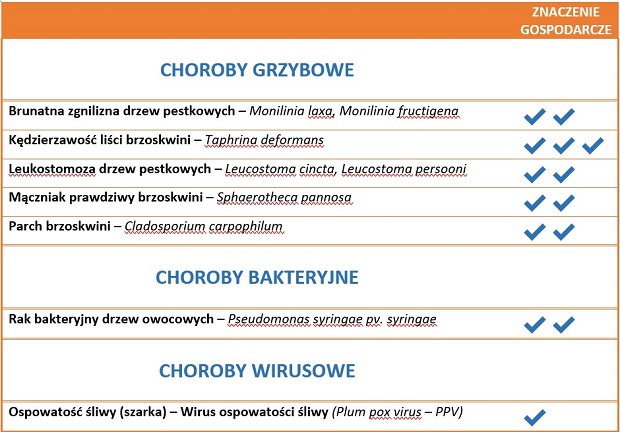 choroby brzoskwinia