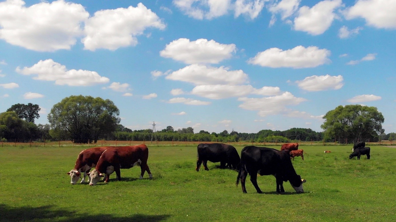 aberdeen angus i hereford rochowski tomasz