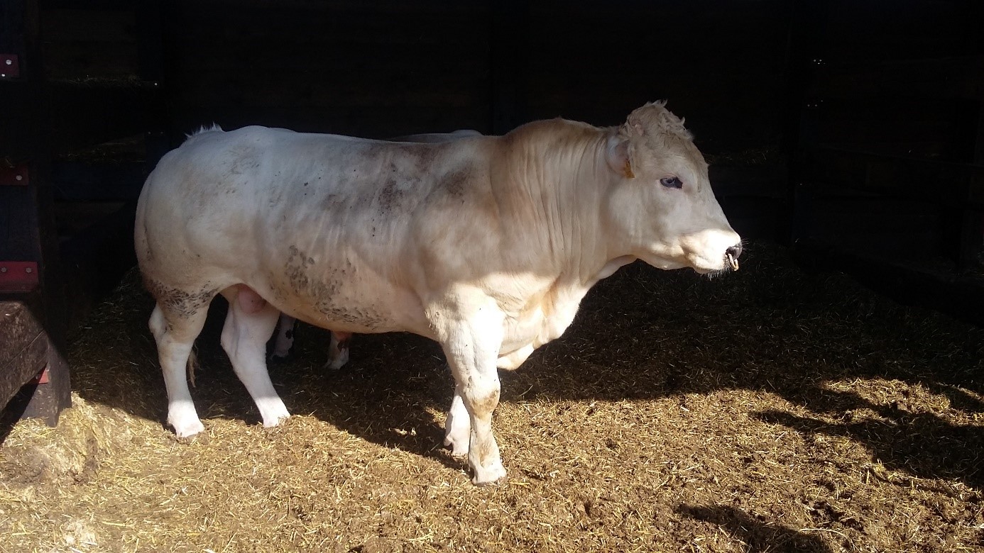 belgian white blue bernard landuyt