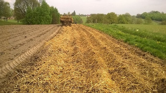 tworzenie okrywy gruntu ze ściółki słomianej