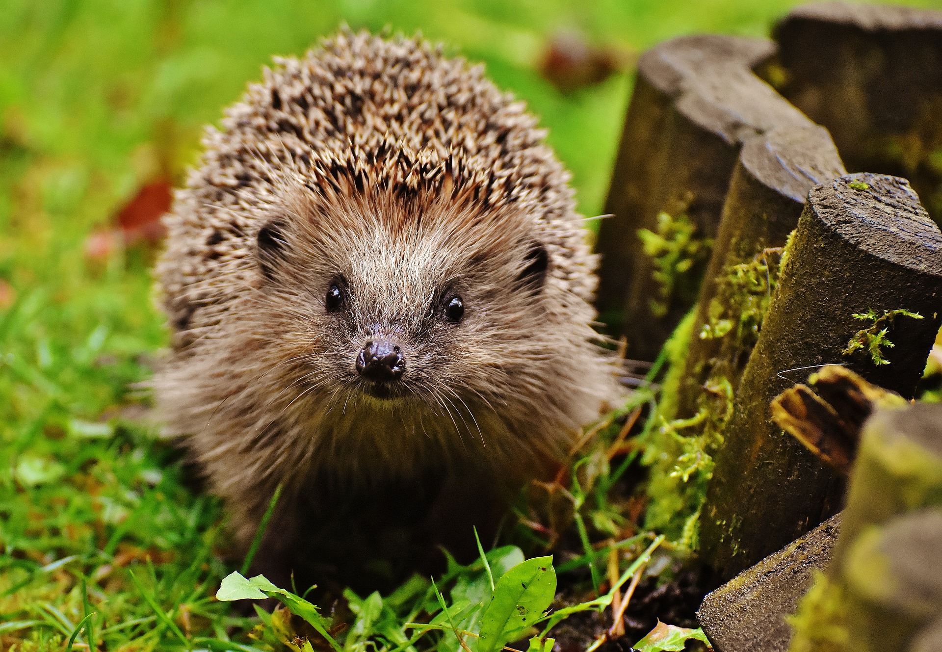 hedgehog g718ca8da8 1920