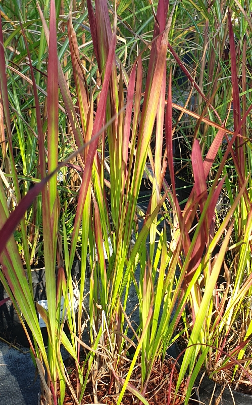 imperata