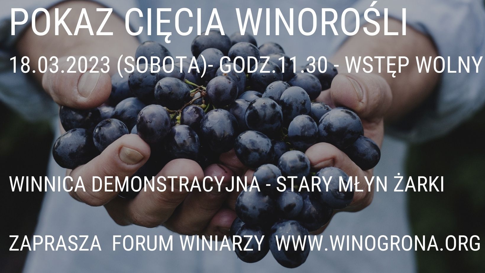 pokaz cięcia winorośli