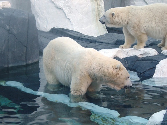 polar bears 1391250