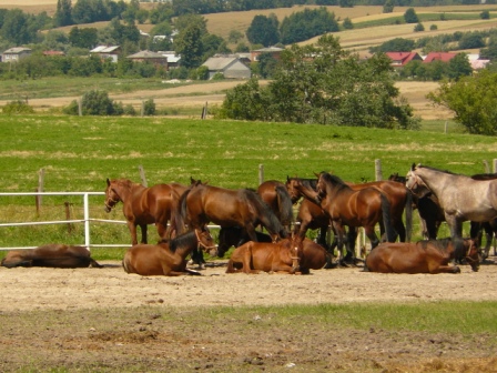 stadnina